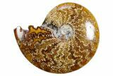 Polished Ammonite (Cleoniceras) Fossil - Madagascar #358405-1